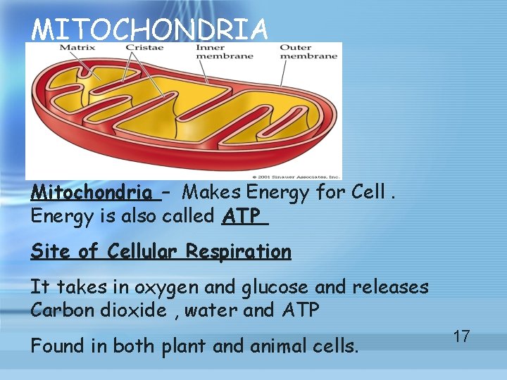 MITOCHONDRIA Mitochondria – Makes Energy for Cell. Energy is also called ATP Site of MITOCHONDRIA Mitochondria – Makes Energy for Cell. Energy is also called ATP Site of