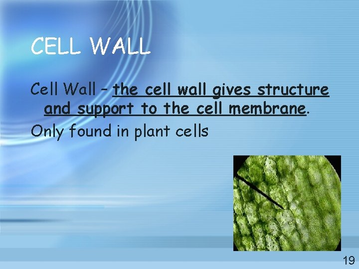 CELL WALL Cell Wall – the cell wall gives structure and support to the CELL WALL Cell Wall – the cell wall gives structure and support to the