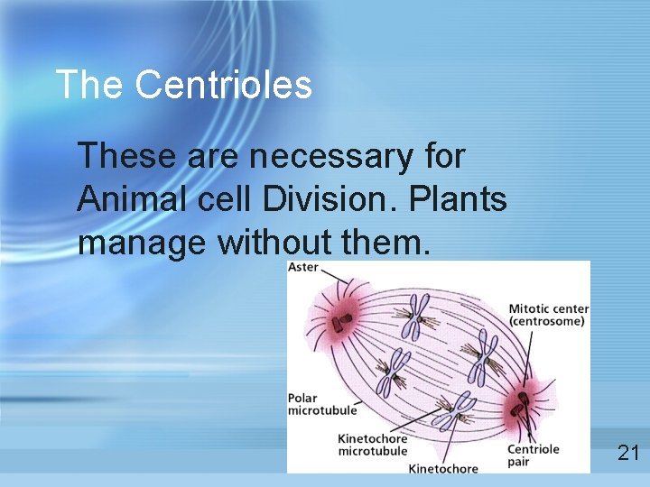 The Centrioles These are necessary for Animal cell Division. Plants manage without them. 21 The Centrioles These are necessary for Animal cell Division. Plants manage without them. 21