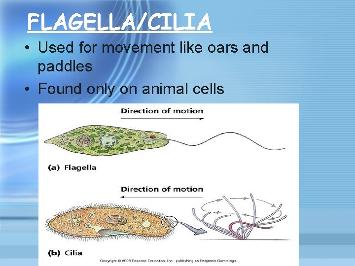 FLAGELLA/CILIA • Used for movement like oars and paddles • Found only on animal FLAGELLA/CILIA • Used for movement like oars and paddles • Found only on animal