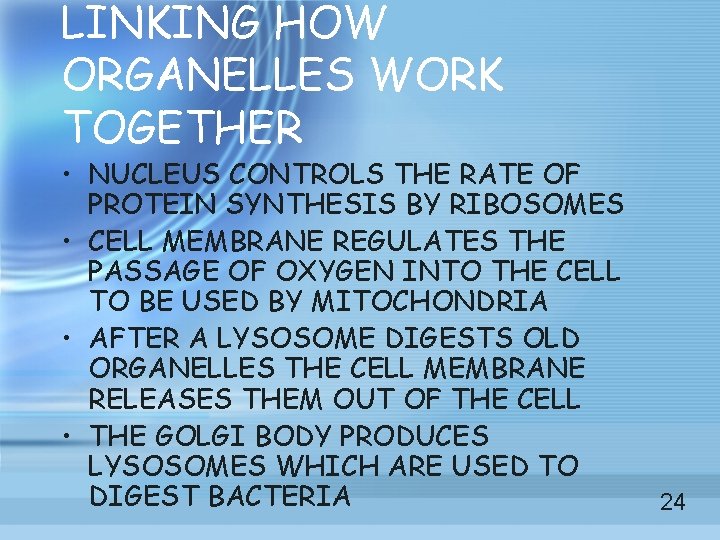 LINKING HOW ORGANELLES WORK TOGETHER • NUCLEUS CONTROLS THE RATE OF PROTEIN SYNTHESIS BY LINKING HOW ORGANELLES WORK TOGETHER • NUCLEUS CONTROLS THE RATE OF PROTEIN SYNTHESIS BY
