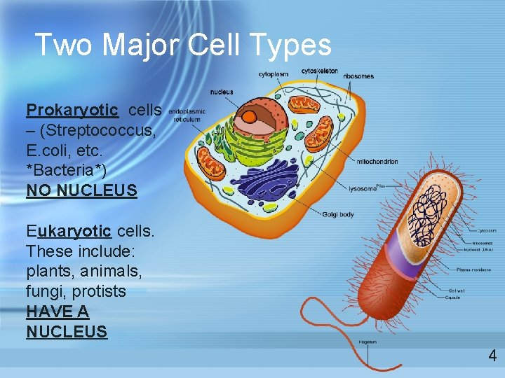 Two Major Cell Types Prokaryotic cells – (Streptococcus, E. coli, etc. *Bacteria*) NO NUCLEUS Two Major Cell Types Prokaryotic cells – (Streptococcus, E. coli, etc. *Bacteria*) NO NUCLEUS