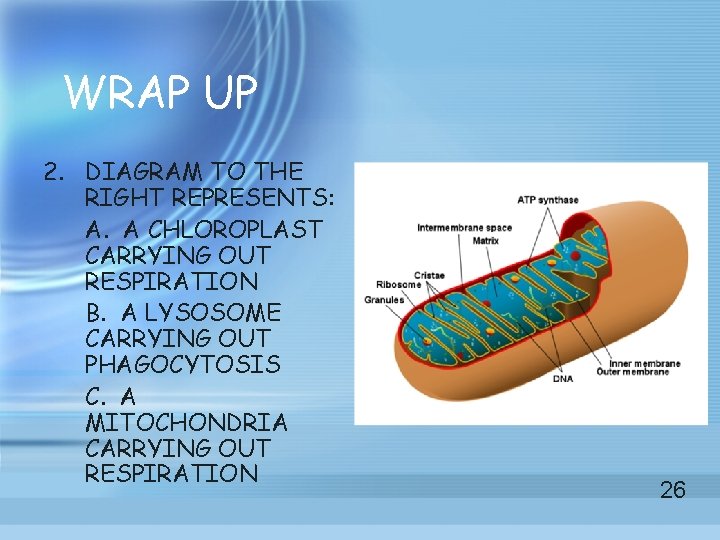 WRAP UP 2. DIAGRAM TO THE RIGHT REPRESENTS: A. A CHLOROPLAST CARRYING OUT RESPIRATION WRAP UP 2. DIAGRAM TO THE RIGHT REPRESENTS: A. A CHLOROPLAST CARRYING OUT RESPIRATION