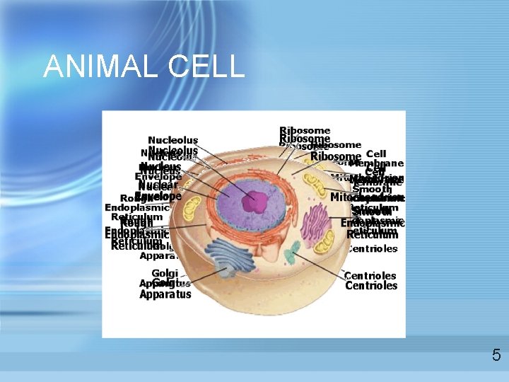 ANIMAL CELL 5  ANIMAL CELL 5