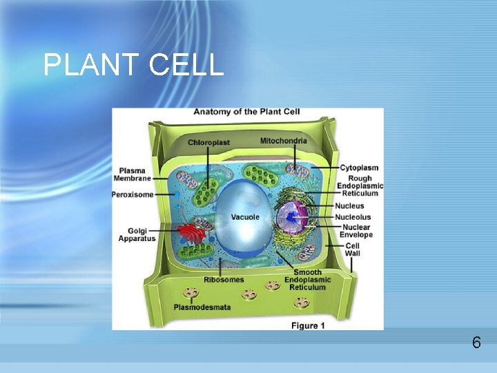 PLANT CELL 6  PLANT CELL 6