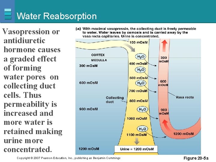 Water Reabsorption Vasopression or antidiuretic hormone causes a graded effect of forming water pores