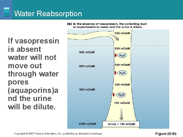 Water Reabsorption If vasopressin is absent water will not move out through water pores