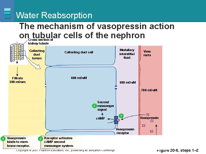 Water Reabsorption The mechanism of vasopressin action on tubular cells of the nephron Cross-section