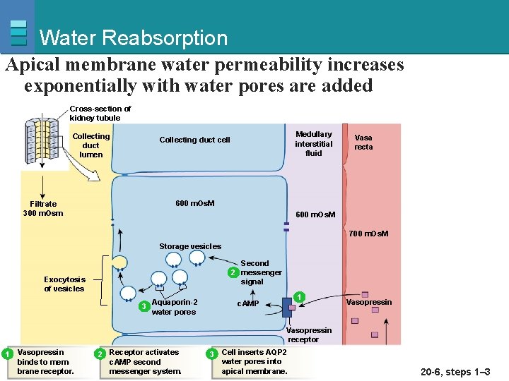 Water Reabsorption Apical membrane water permeability increases exponentially with water pores are added Cross-section