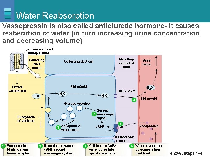 Water Reabsorption Vassopressin is also called antidiuretic hormone- it causes reabsortion of water (in