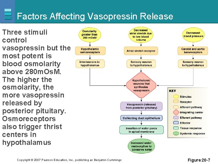 Factors Affecting Vasopressin Release Three stimuli control vasopressin but the most potent is blood
