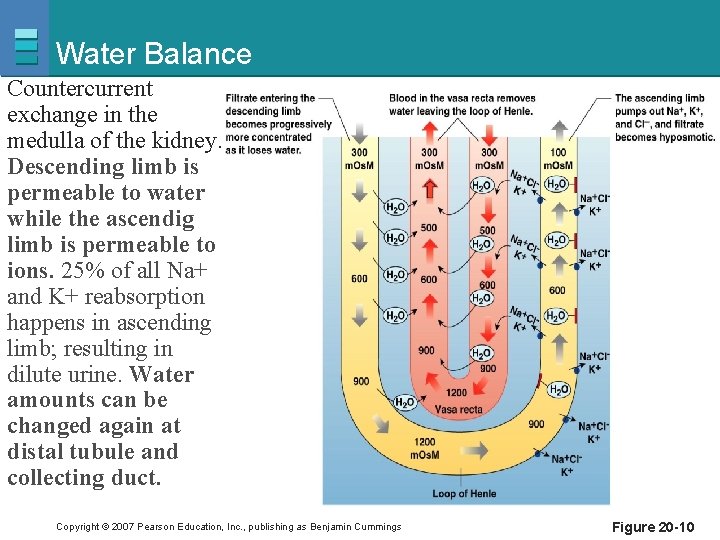 Water Balance Countercurrent exchange in the medulla of the kidney. Descending limb is permeable