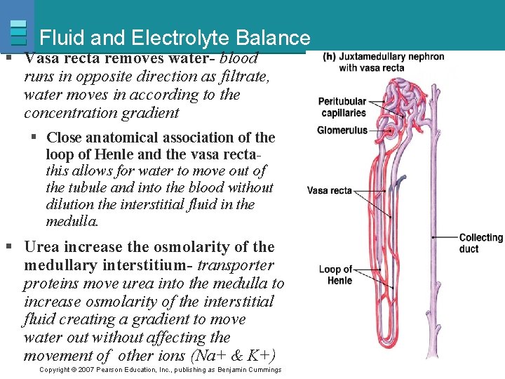 Fluid and Electrolyte Balance § Vasa recta removes water- blood runs in opposite direction