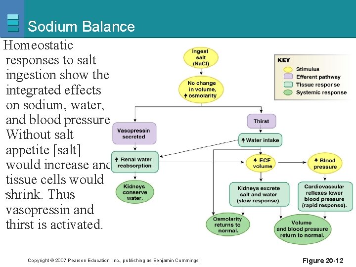 Sodium Balance Homeostatic responses to salt ingestion show the integrated effects on sodium, water,