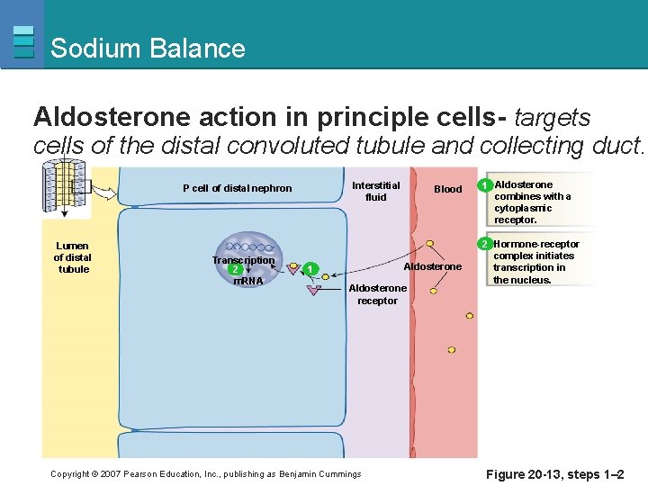 Sodium Balance Aldosterone action in principle cells- targets cells of the distal convoluted tubule