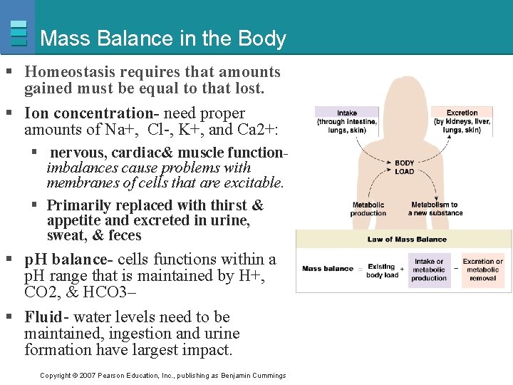 Mass Balance in the Body § Homeostasis requires that amounts gained must be equal