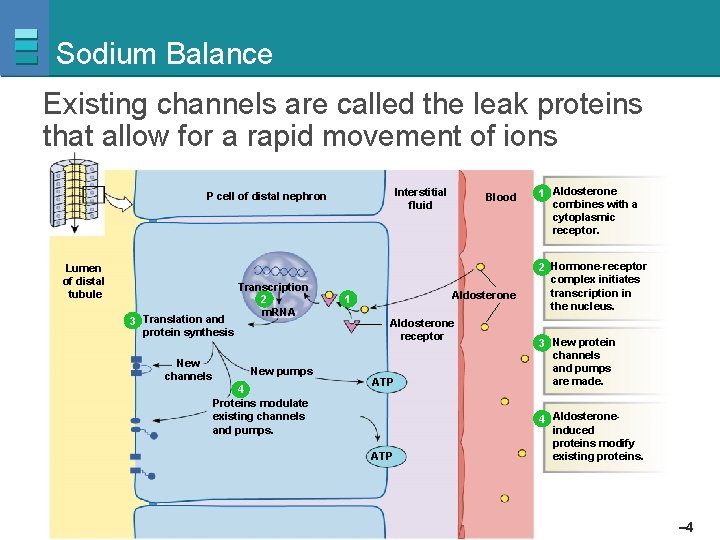 Sodium Balance Existing channels are called the leak proteins that allow for a rapid