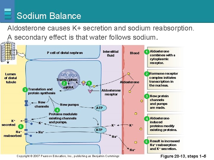 Sodium Balance Aldosterone causes K+ secretion and sodium reabsorption. A secondary effect is that