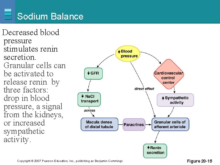 Sodium Balance Decreased blood pressure stimulates renin secretion. Granular cells can be activated to