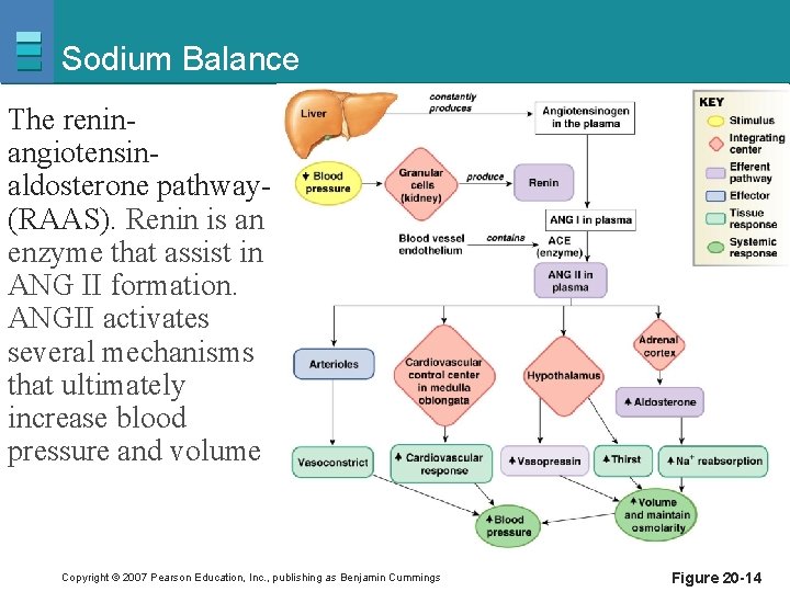 Sodium Balance The reninangiotensinaldosterone pathway(RAAS). Renin is an enzyme that assist in ANG II