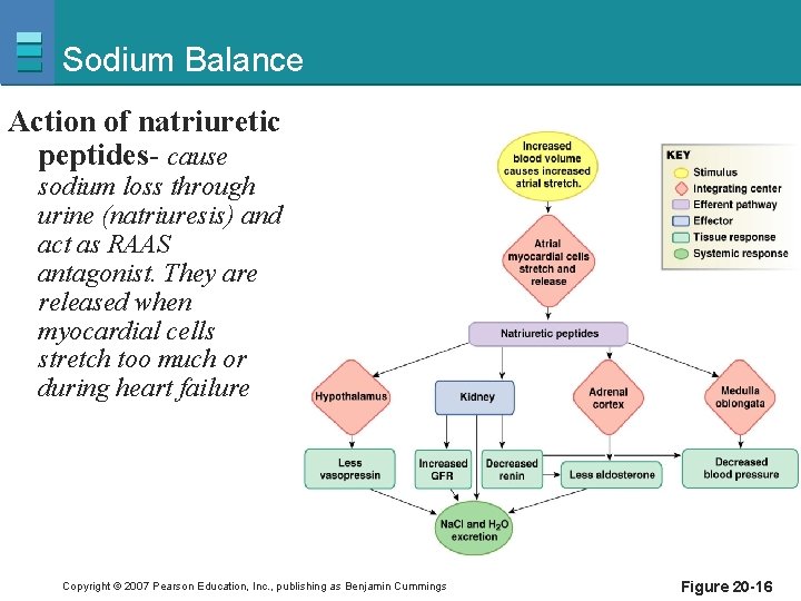 Sodium Balance Action of natriuretic peptides- cause sodium loss through urine (natriuresis) and act