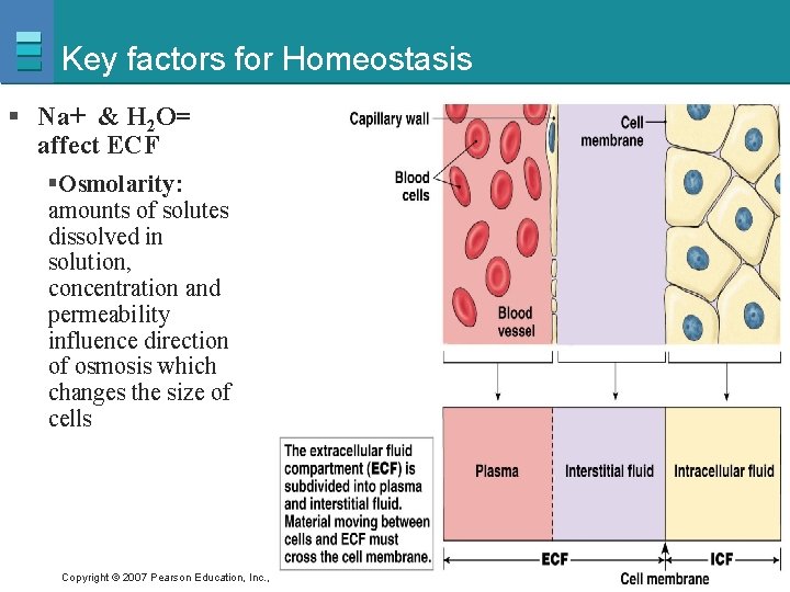 Key factors for Homeostasis § Na+ & H 2 O= affect ECF §Osmolarity: amounts