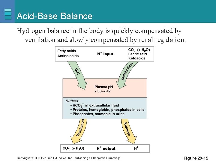 Acid-Base Balance Hydrogen balance in the body is quickly compensated by ventilation and slowly