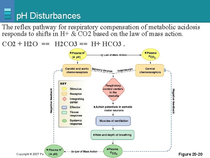p. H Disturbances The reflex pathway for respiratory compensation of metabolic acidosis responds to