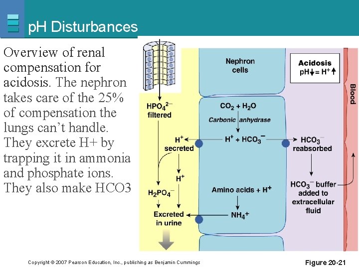 p. H Disturbances Overview of renal compensation for acidosis. The nephron takes care of