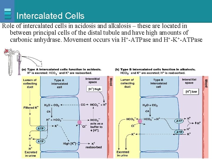 Intercalated Cells Role of intercalated cells in acidosis and alkalosis – these are located