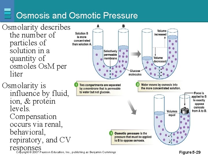 Osmosis and Osmotic Pressure Osmolarity describes the number of particles of solution in a