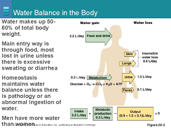 Water Balance in the Body Water makes up 5060% of total body weight. Main