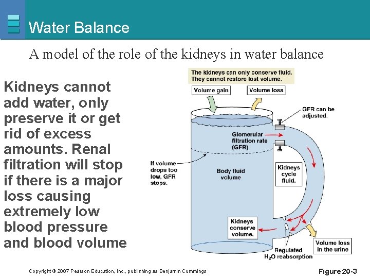 Water Balance A model of the role of the kidneys in water balance Kidneys