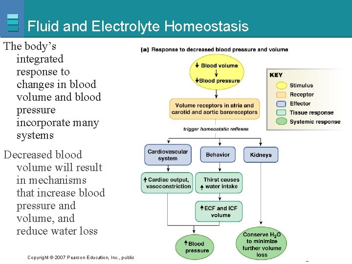 Fluid and Electrolyte Homeostasis The body’s integrated response to changes in blood volume and