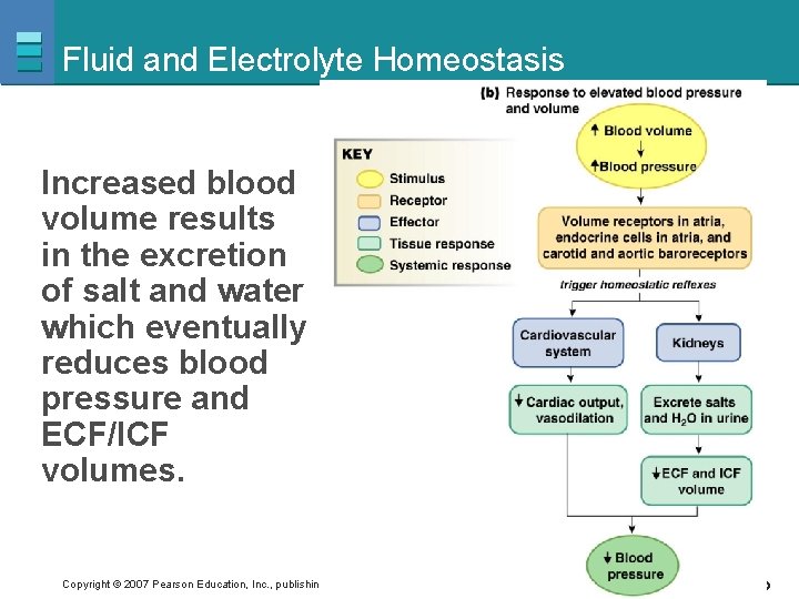 Fluid and Electrolyte Homeostasis Increased blood volume results in the excretion of salt and