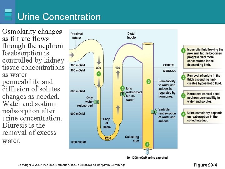 Urine Concentration Osmolarity changes as filtrate flows through the nephron. Reabsorption is controlled by