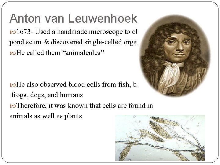 Anton van Leuwenhoek 1673 - Used a handmade microscope to observe pond scum &