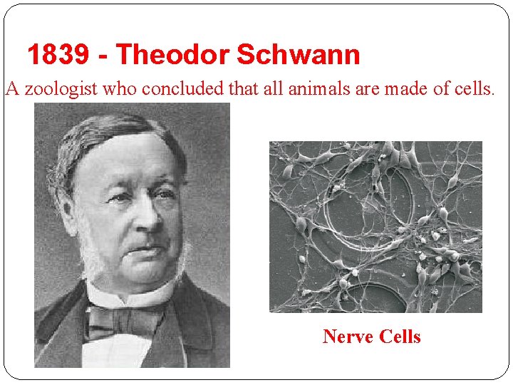 1839 - Theodor Schwann A zoologist who concluded that all animals are made of