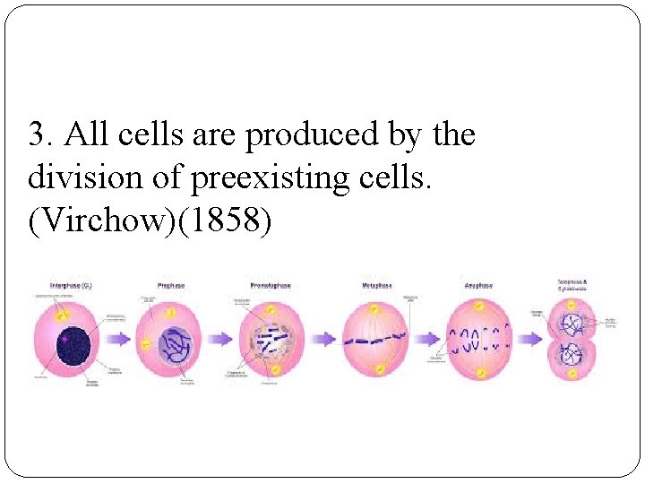 3. All cells are produced by the division of preexisting cells. (Virchow)(1858) 