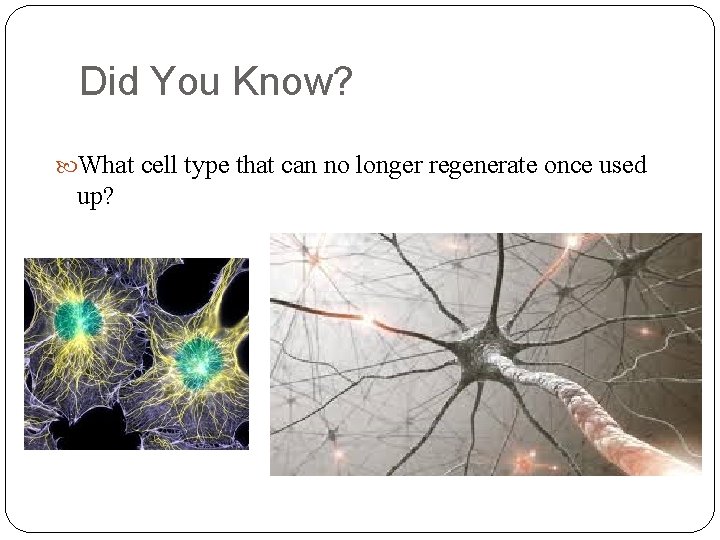 Did You Know? What cell type that can no longer regenerate once used up?