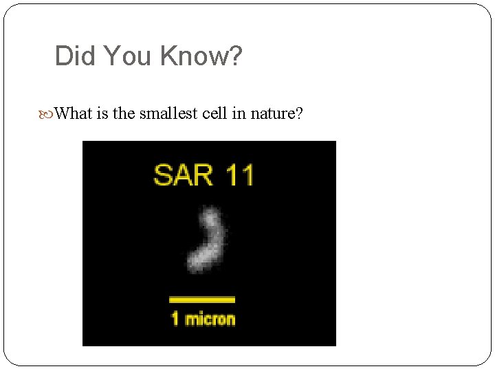 Did You Know? What is the smallest cell in nature? 