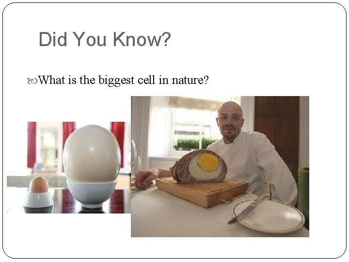 Did You Know? What is the biggest cell in nature? 