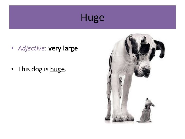 Huge • Adjective: very large • This dog is huge. 