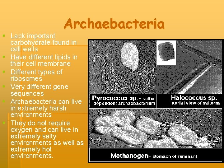 Archaebacteria § Lack important carbohydrate found in cell walls § Have different lipids in