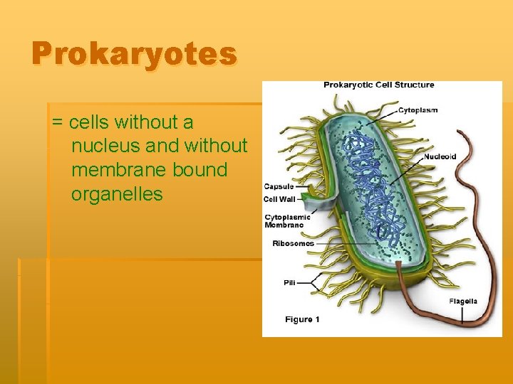 Prokaryotes = cells without a nucleus and without membrane bound organelles 