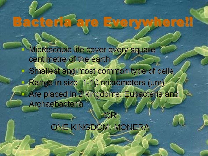 Bacteria are Everywhere!! § Microscopic life cover every square centimetre of the earth §