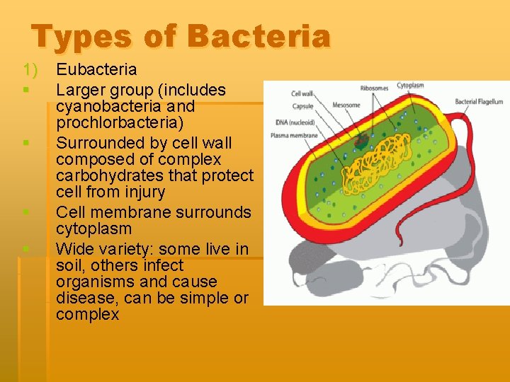 Types of Bacteria 1) § § Eubacteria Larger group (includes cyanobacteria and prochlorbacteria) Surrounded