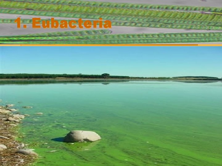 1. Eubacteria a) Cyanobacteria (blue-green bacteria) § Photosynthetic § Contain phycocyanin and chlorophyll A