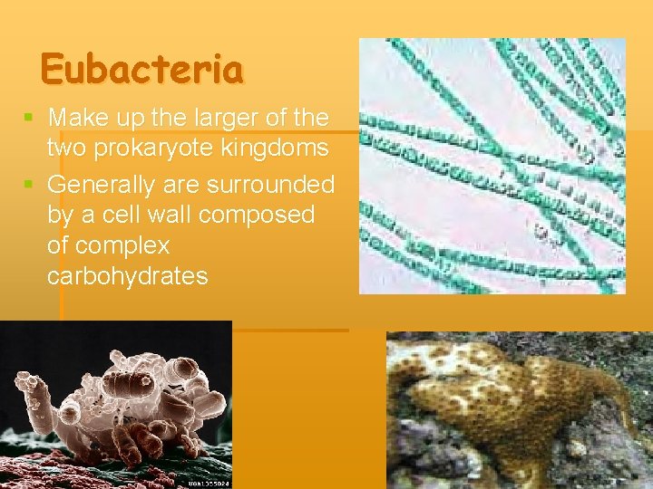 Eubacteria § Make up the larger of the two prokaryote kingdoms § Generally are