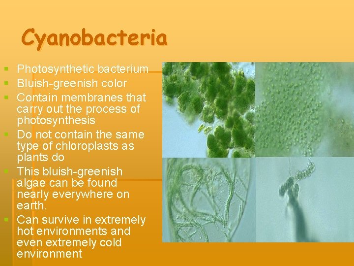 Cyanobacteria § Photosynthetic bacterium § Bluish-greenish color § Contain membranes that carry out the